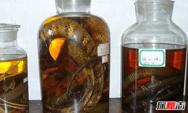 蛇泡酒里为啥不腐烂？蛇泡酒怎样保证健康499 / 作者:UFO爱好者 / 帖子ID:88486