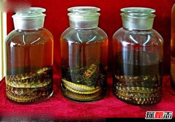 蛇泡酒里为啥不腐烂？蛇泡酒怎样保证健康773 / 作者:UFO爱好者 / 帖子ID:88486