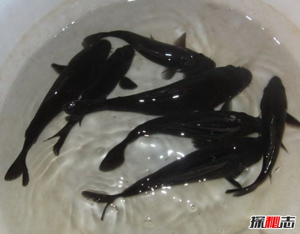 锦鲤养什么颜色最吉利？揭秘锦鲤的风水讲究949 / 作者:UFO爱好者 / 帖子ID:88485