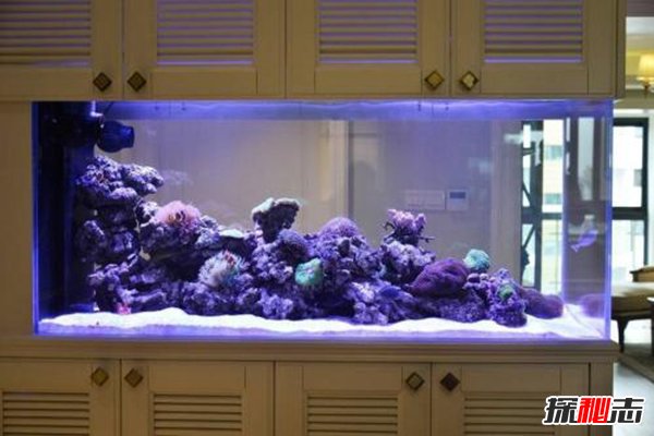 哪些属相不适合养鱼？这五种生肖养鱼是自寻烦恼217 / 作者:UFO爱好者 / 帖子ID:88479