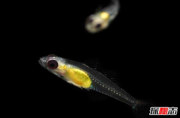 世界上最小的鱼 胖婴鱼仅七毫米长全身透明443 / 作者:UFO爱好者 / 帖子ID:97644