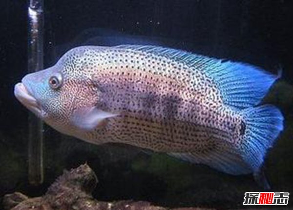 世界十大凶猛观赏鱼 黑色食人鱼咬合力为自身体重30倍379 / 作者:UFO爱好者 / 帖子ID:88476
