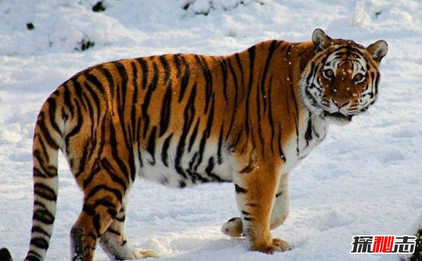 世界十大猛兽战斗力排名 平头哥垫底鬣狗专爱掏肛51 / 作者:UFO爱好者 / 帖子ID:97272
