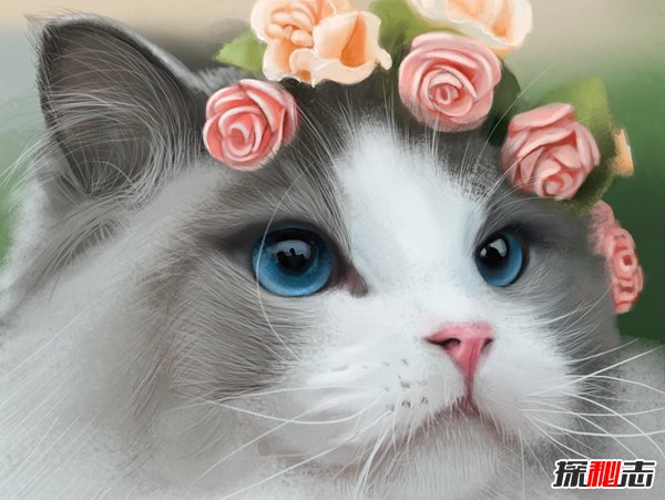 初次养猫养什么品种好？适合新手养的十种猫422 / 作者:UFO爱好者 / 帖子ID:87450