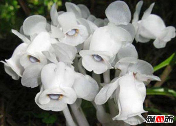 死亡之花水晶兰 水晶兰有什么特别之处547 / 作者:UFO爱好者 / 帖子ID:87582