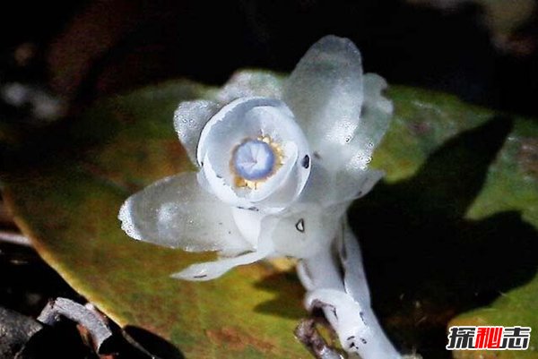 死亡之花水晶兰 水晶兰有什么特别之处662 / 作者:UFO爱好者 / 帖子ID:87582