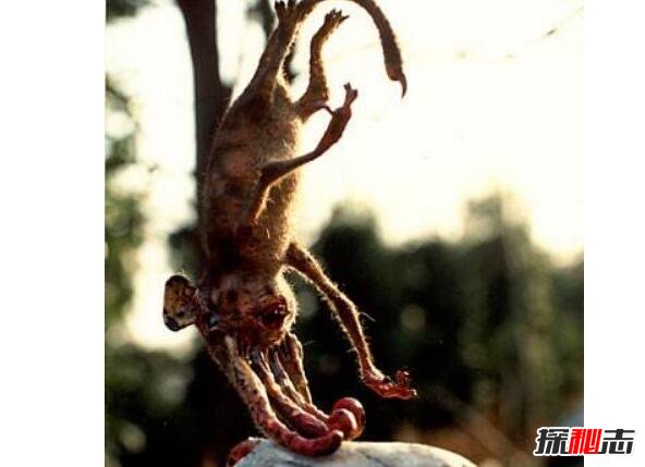 鼻行动物真实存在吗？鼻行动物怎么灭绝的485 / 作者:UFO爱好者 / 帖子ID:87586