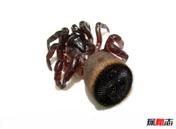 长相奇葩的蜘蛛：金钱活门蛛（屁股上长棋盘中国仅6只）350 / 作者:UFO爱好者 / 帖子ID:87438
