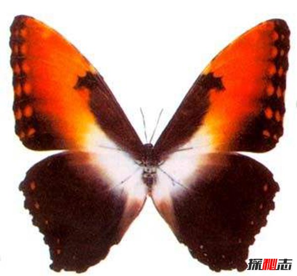 太阳闪蝶长什么样子？太阳闪蝶名字的来源203 / 作者:UFO爱好者 / 帖子ID:87583
