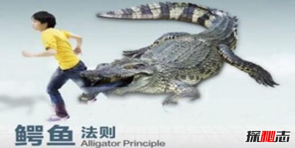 鳄鱼效应是什么意思 鳄鱼效应的案例揭秘332 / 作者:UFO爱好者 / 帖子ID:87636