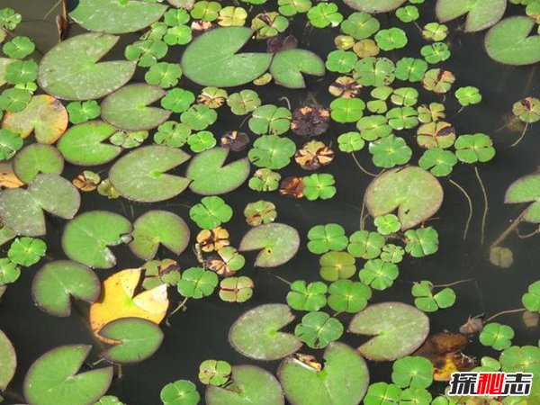 世界上最小的水果 长1毫米重70毫克比食盐粒更小119 / 作者:UFO爱好者 / 帖子ID:97022