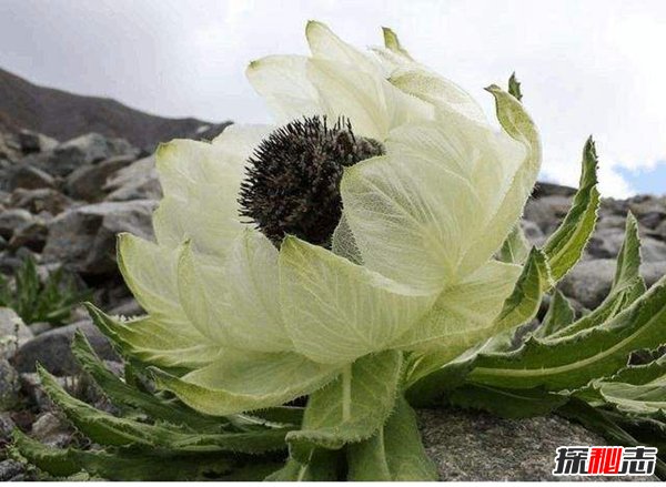 中国十大珍贵中药材 国内十大罕见紧缺中药材852 / 作者:UFO爱好者 / 帖子ID:86658