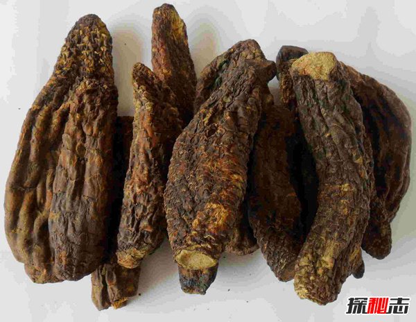 肉苁蓉的危害极大？肉苁蓉的效果和功效有哪些570 / 作者:UFO爱好者 / 帖子ID:87400