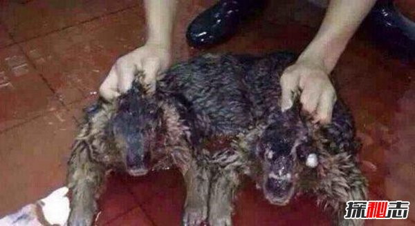 水猴子长什么样的？水猴子水鬼图片揭秘(恐怖至极）802 / 作者:UFO爱好者 / 帖子ID:88429