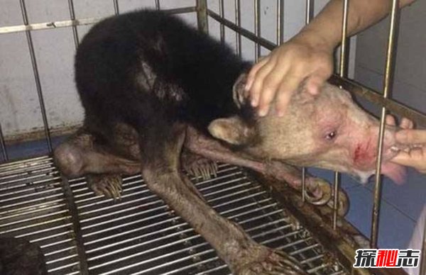 水猴子长什么样的？水猴子水鬼图片揭秘(恐怖至极）804 / 作者:UFO爱好者 / 帖子ID:88429