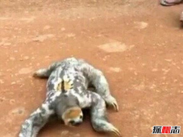 水猴子长什么样的？水猴子水鬼图片揭秘(恐怖至极）245 / 作者:UFO爱好者 / 帖子ID:88429