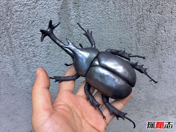 动物界力量前十名 什么动物力气最大第一863 / 作者:UFO爱好者 / 帖子ID:87280