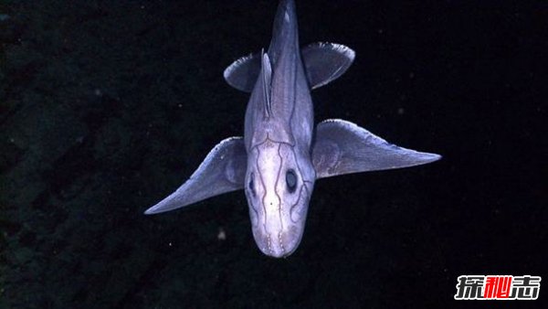 幽灵鲨：生活在深海的奇怪生物，长相灵异奇葩870 / 作者:UFO爱好者 / 帖子ID:82920
