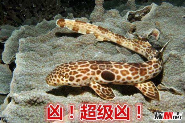 世界上会走路的鲨鱼 不爱游泳爱走路的走路鲨546 / 作者:UFO爱好者 / 帖子ID:69343