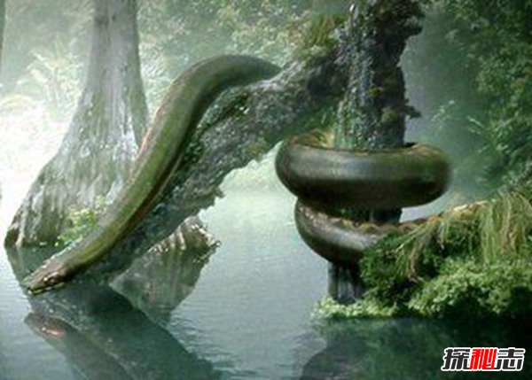 地球最强生物前三名 巨齿鲨咬合力超强海洋霸主622 / 作者:UFO爱好者 / 帖子ID:86821