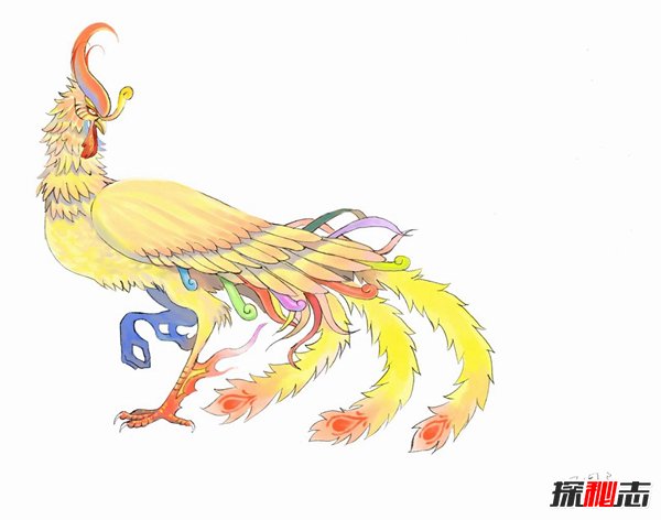 凤凰鸟真实照片揭秘 凤凰是什么样的原型是什么913 / 作者:UFO爱好者 / 帖子ID:87127
