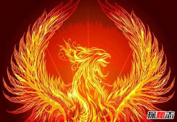 凤凰鸟真实照片揭秘 凤凰是什么样的原型是什么514 / 作者:UFO爱好者 / 帖子ID:87127
