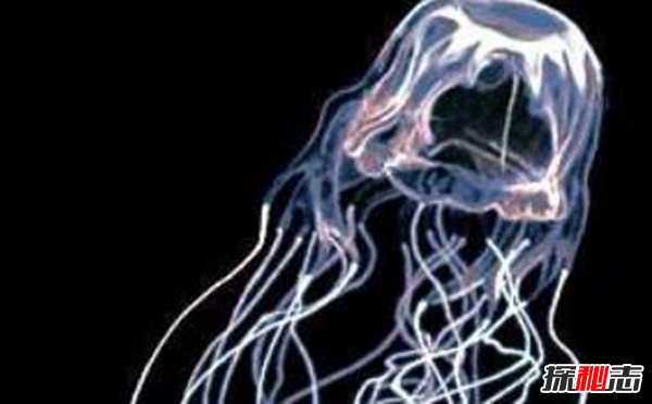 海洋世界毒王是谁 箱水母最毒两分钟让人死亡790 / 作者:UFO爱好者 / 帖子ID:87750