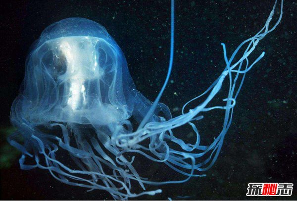 海洋世界毒王是谁 箱水母最毒两分钟让人死亡26 / 作者:UFO爱好者 / 帖子ID:87750