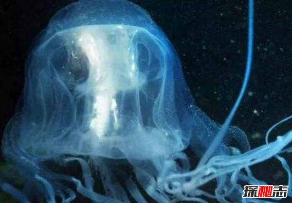 海洋世界毒王是谁 箱水母最毒两分钟让人死亡938 / 作者:UFO爱好者 / 帖子ID:87750