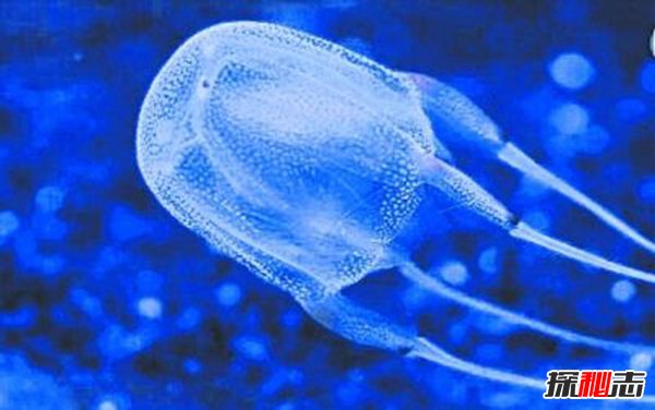 海洋世界毒王是谁 箱水母最毒两分钟让人死亡128 / 作者:UFO爱好者 / 帖子ID:87750