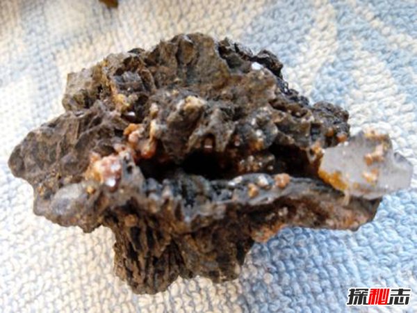 世界上最贵的十种东西 垂耳鸦的羽毛价值一万一根944 / 作者:UFO爱好者 / 帖子ID:96549