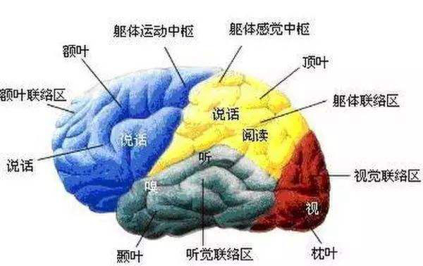 开发右脑潜能是骗局吗?开发右脑的十种方法896 / 作者:UFO爱好者 / 帖子ID:83743