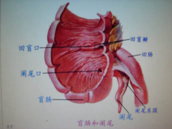 阑尾一定要割掉吗?阑尾切除的坏处390 / 作者:UFO爱好者 / 帖子ID:84560