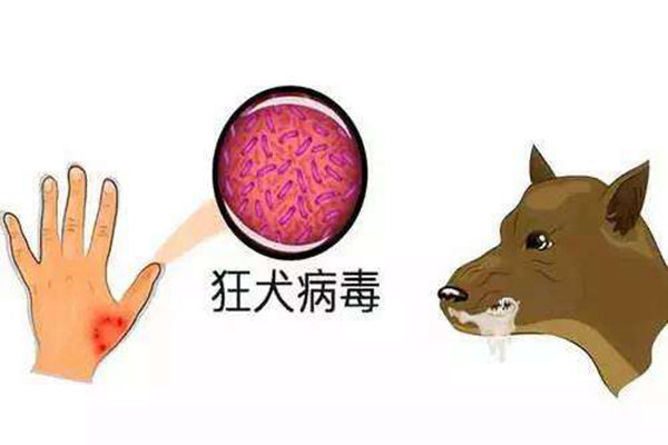 狂犬病是什么?狂犬病能治愈吗(100%死亡)248 / 作者:UFO爱好者 / 帖子ID:84474