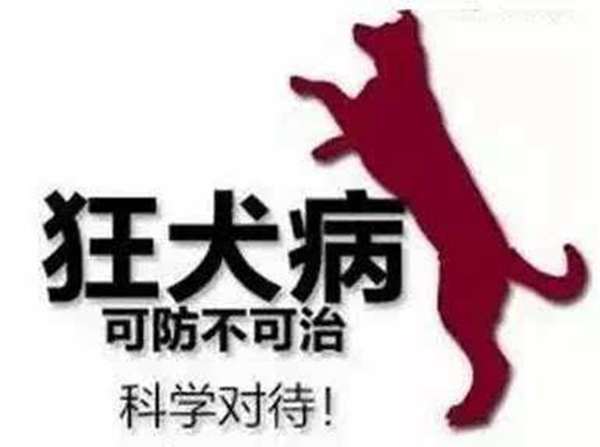 狂犬病的潜伏期是多久?狗咬了多久过安全期（几天-几年）379 / 作者:UFO爱好者 / 帖子ID:84091
