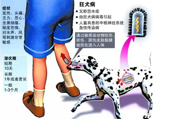 狂犬病的潜伏期是多久?狗咬了多久过安全期（几天-几年）94 / 作者:UFO爱好者 / 帖子ID:84091