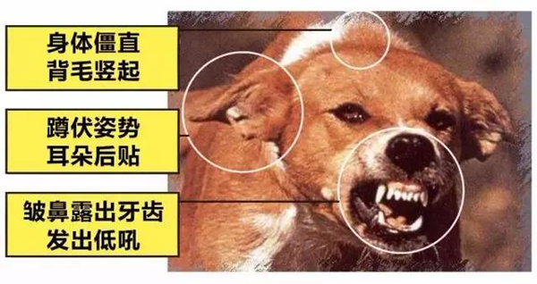 狂犬病的潜伏期是多久?狗咬了多久过安全期（几天-几年）859 / 作者:UFO爱好者 / 帖子ID:84091