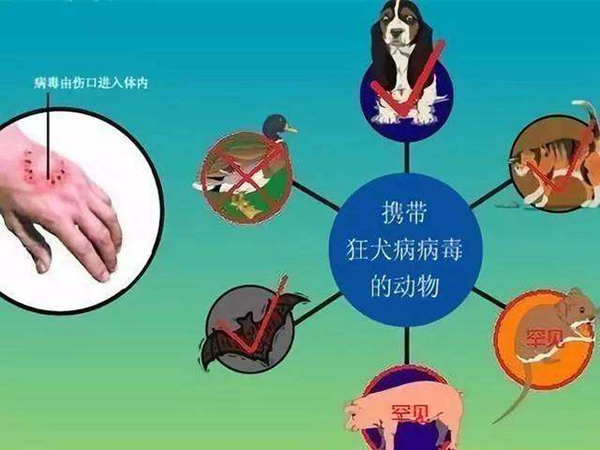 狂犬病的潜伏期是多久?狗咬了多久过安全期（几天-几年）294 / 作者:UFO爱好者 / 帖子ID:84091
