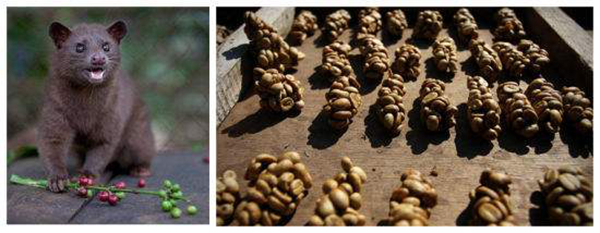 猫屎咖啡收集自哪种猫?猫屎咖啡多少钱一杯597 / 作者:UFO爱好者 / 帖子ID:83669