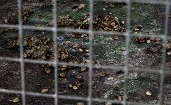 猫屎咖啡收集自哪种猫?猫屎咖啡多少钱一杯636 / 作者:UFO爱好者 / 帖子ID:83669