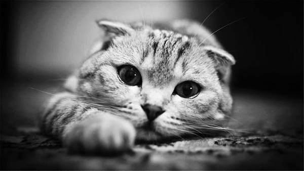 猫抓病是什么病?猫抓病会死吗（汉赛巴通体病毒引起）978 / 作者:UFO爱好者 / 帖子ID:83228