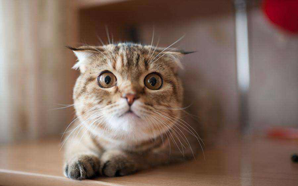猫抓病是什么病?猫抓病会死吗（汉赛巴通体病毒引起）25 / 作者:UFO爱好者 / 帖子ID:83228