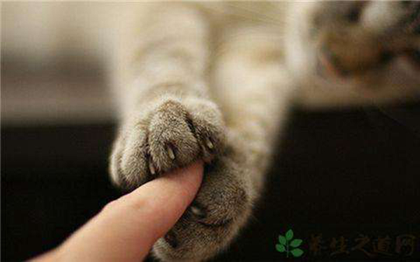 猫抓病是什么病?猫抓病会死吗（汉赛巴通体病毒引起）853 / 作者:UFO爱好者 / 帖子ID:83228
