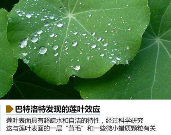 莲花效应是什么意思?荷叶自洁保持干燥的能力950 / 作者:UFO爱好者 / 帖子ID:82992