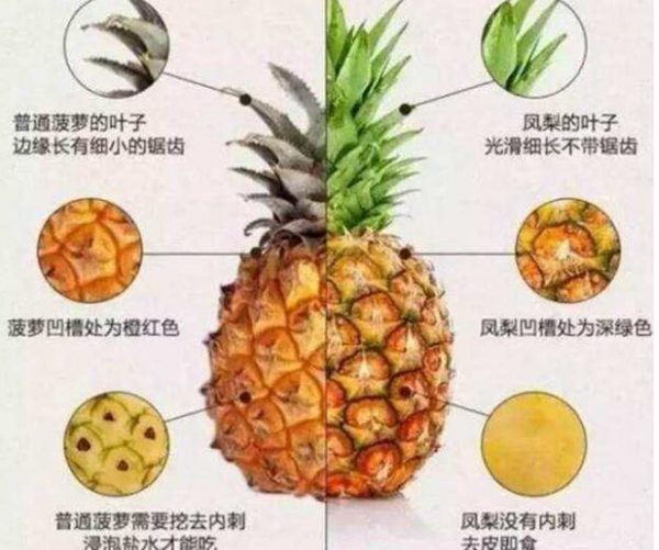 凤梨是不是菠萝?为什么凤梨比菠萝贵很多811 / 作者:UFO爱好者 / 帖子ID:80939