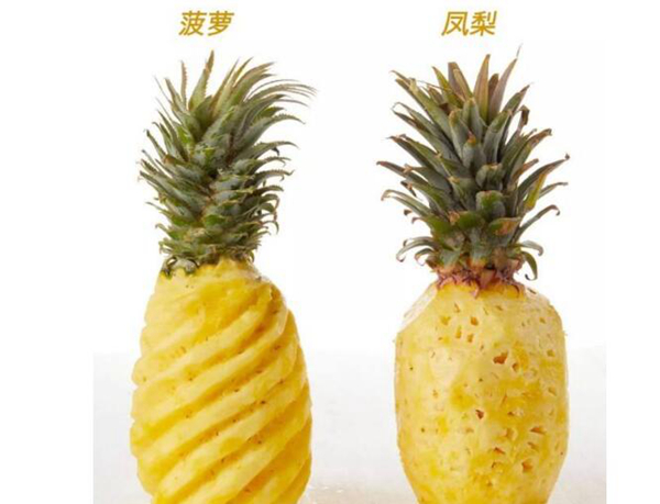 凤梨是不是菠萝?为什么凤梨比菠萝贵很多589 / 作者:UFO爱好者 / 帖子ID:80939