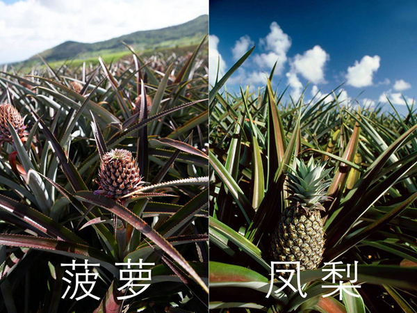 凤梨是不是菠萝?为什么凤梨比菠萝贵很多783 / 作者:UFO爱好者 / 帖子ID:80939