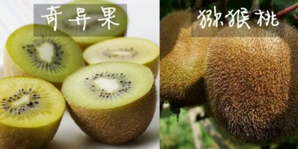 猕猴桃和奇异果的区别 猕猴桃奇异果是一种东西吗363 / 作者:UFO爱好者 / 帖子ID:80924