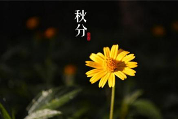 白露的下一个节气是什么?是一年的哪一天（秋分）971 / 作者:UFO爱好者 / 帖子ID:82761