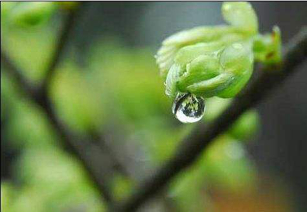 雨水什么意思?雨水节气有哪些寓意（春天的到来）327 / 作者:UFO爱好者 / 帖子ID:82678